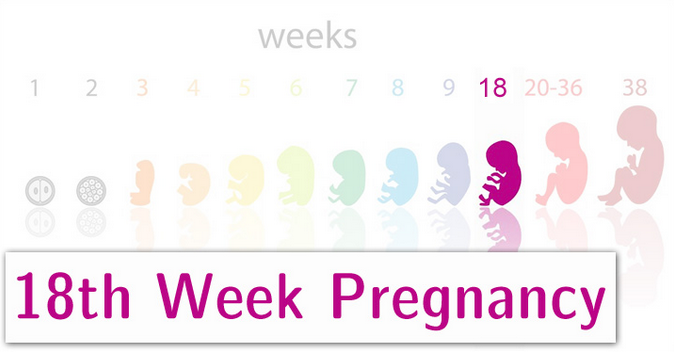 18 Weeks: Pregnancy Update - Ericka Andersen